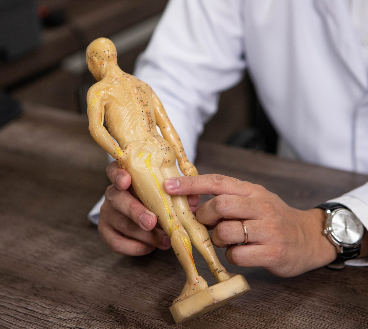 Mãos do médico indicando um ponto em um boneco de acupuntura sobre a mesa