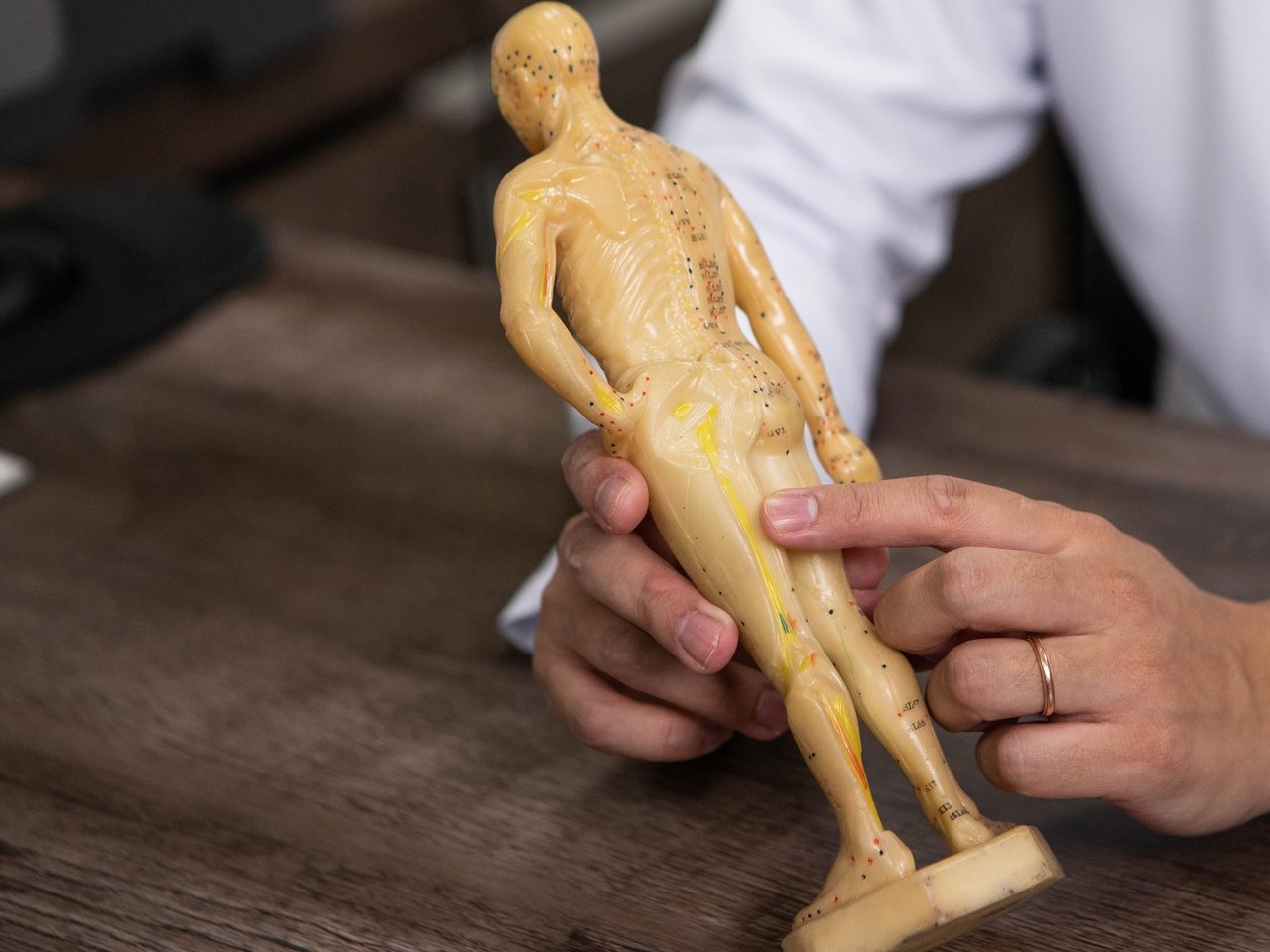 Mãos do médico indicando um ponto em um boneco de acupuntura sobre a mesa